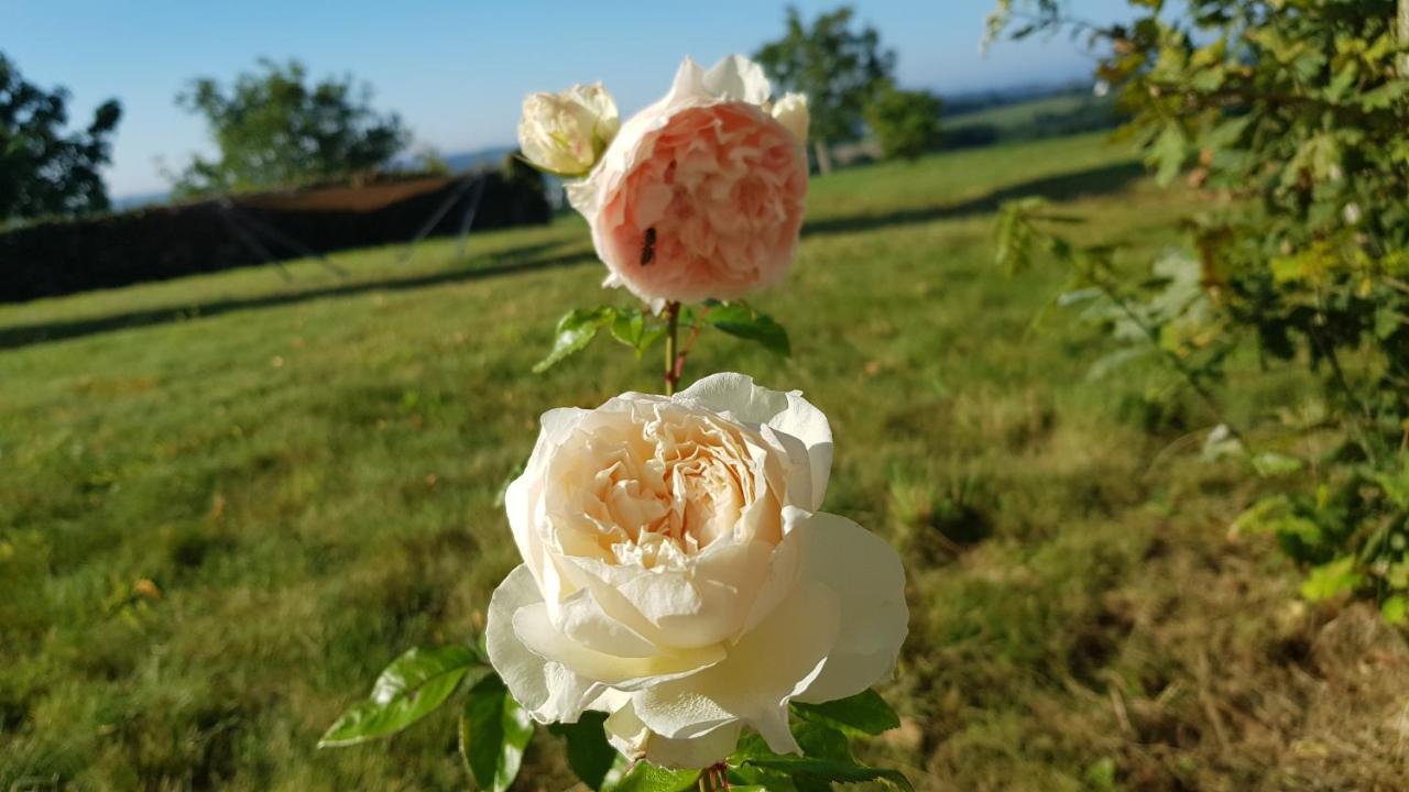 Belle Visnonia B&B Gluten Free & Traditional Beganne Екстер'єр фото